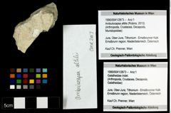 Foto (Objekt + Etiketten) von Ambulocapsa altilis (Robins, 2013) 